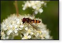Episyrphus balteatus Snorzweefvlieg insect insecten kever kevers tor torren spin spinnen wesp wespen bij bijen sprinkhaan sprinkhanen vlieg vliegen mug muggen